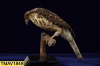 鳳頭蒼鷹藏品圖，第9張